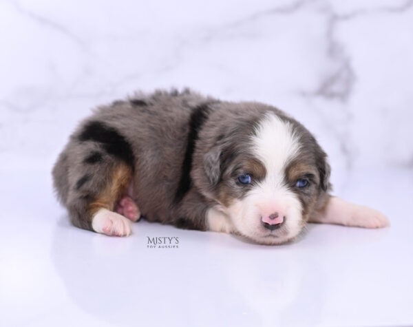 Mini / Toy Australian Shepherd Puppy Alfie