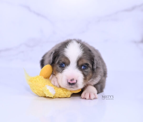 Mini / Toy Australian Shepherd Puppy Alfie