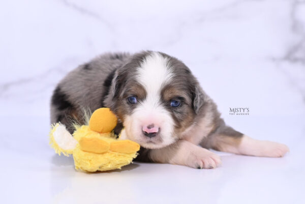 Mini / Toy Australian Shepherd Puppy Alfie