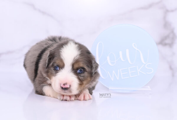 Mini / Toy Australian Shepherd Puppy Alfie