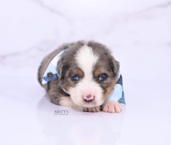 Mini / Toy Australian Shepherd Puppy Alfie