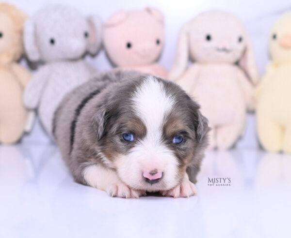 Mini / Toy Australian Shepherd Puppy Alfie