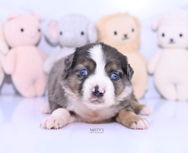 Mini / Toy Australian Shepherd Puppy Astra