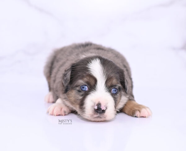 Mini / Toy Australian Shepherd Puppy Astra