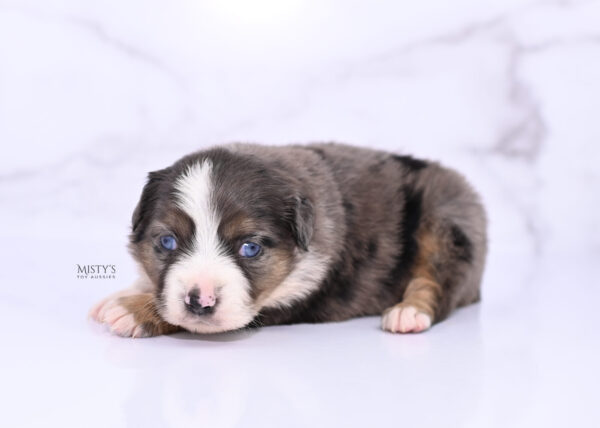 Mini / Toy Australian Shepherd Puppy Astra