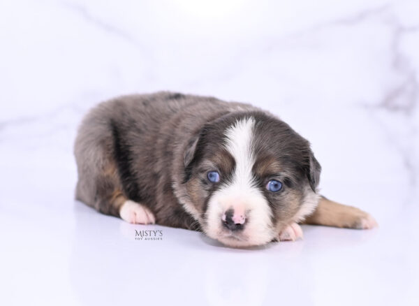 Mini / Toy Australian Shepherd Puppy Astra