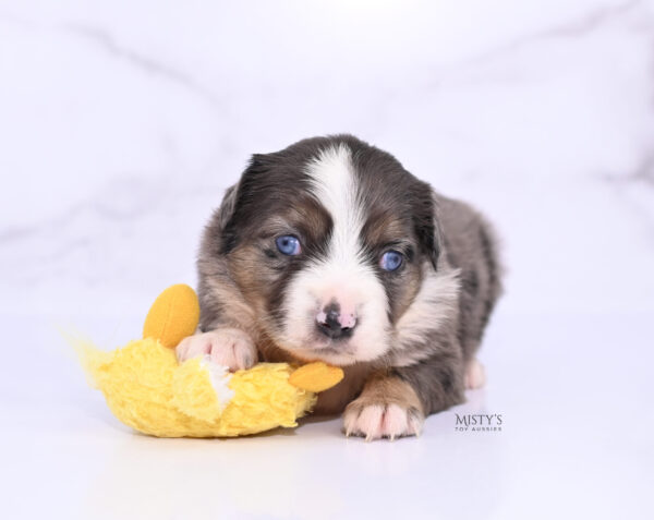 Mini / Toy Australian Shepherd Puppy Astra