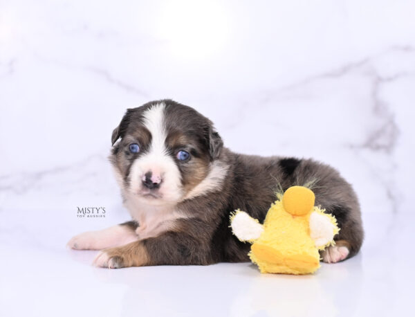 Mini / Toy Australian Shepherd Puppy Astra