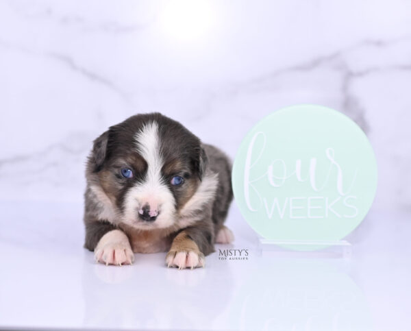 Mini / Toy Australian Shepherd Puppy Astra