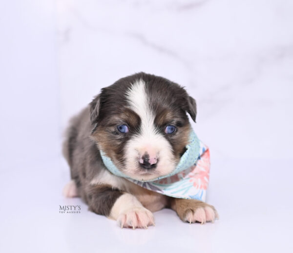 Mini / Toy Australian Shepherd Puppy Astra