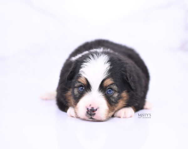 Mini / Toy Australian Shepherd Puppy Bali