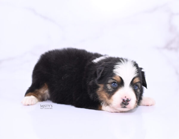 Mini / Toy Australian Shepherd Puppy Bali