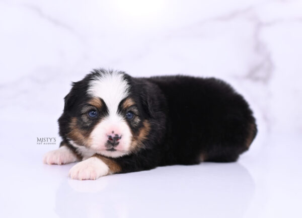 Mini / Toy Australian Shepherd Puppy Bali