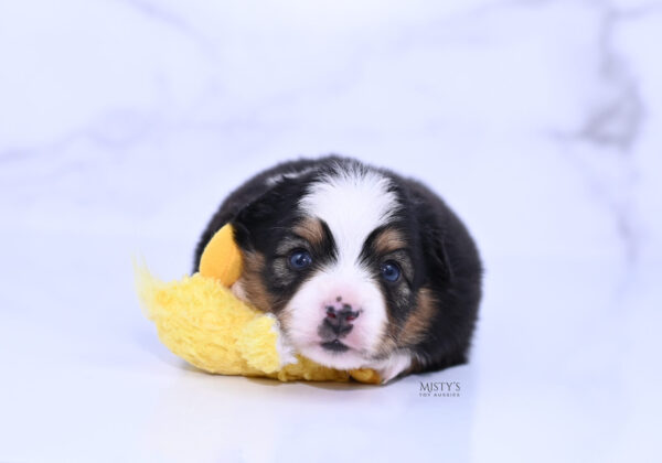 Mini / Toy Australian Shepherd Puppy Bali