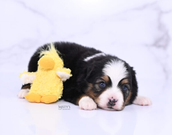 Mini / Toy Australian Shepherd Puppy Bali