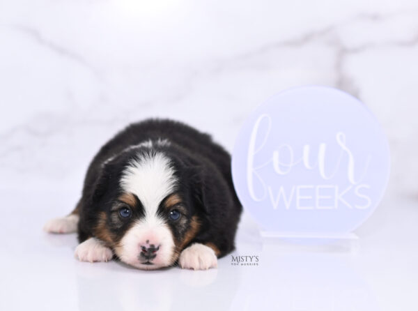 Mini / Toy Australian Shepherd Puppy Bali