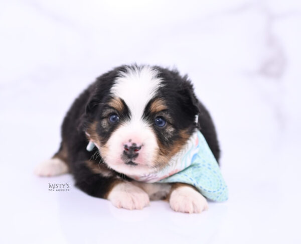 Mini / Toy Australian Shepherd Puppy Bali