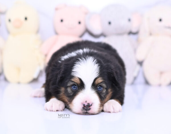 Mini / Toy Australian Shepherd Puppy Bali