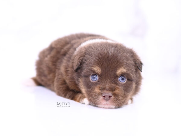 Mini / Toy Australian Shepherd Puppy Blaze