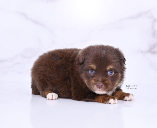 Mini / Toy Australian Shepherd Puppy Blaze