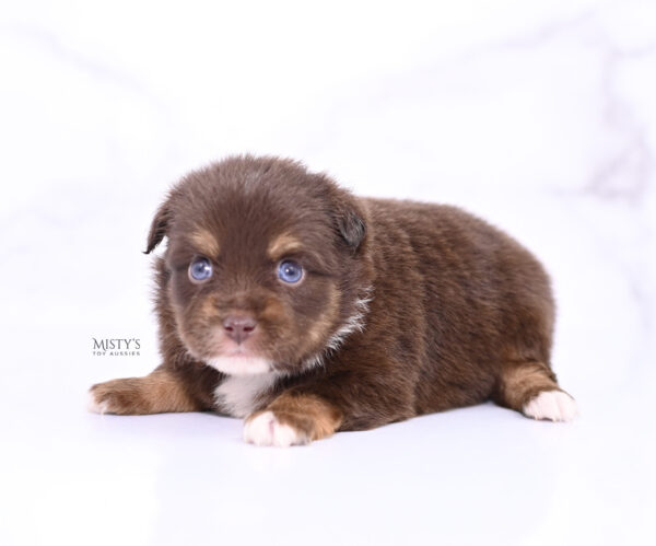 Mini / Toy Australian Shepherd Puppy Blaze