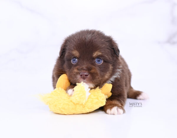 Mini / Toy Australian Shepherd Puppy Blaze