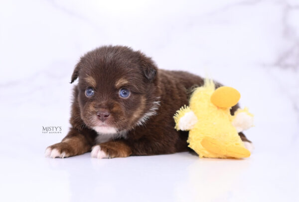 Mini / Toy Australian Shepherd Puppy Blaze