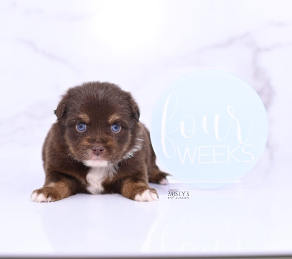 Mini / Toy Australian Shepherd Puppy Blaze