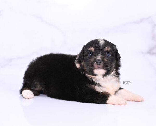 Mini / Toy Australian Shepherd Puppy Cabana