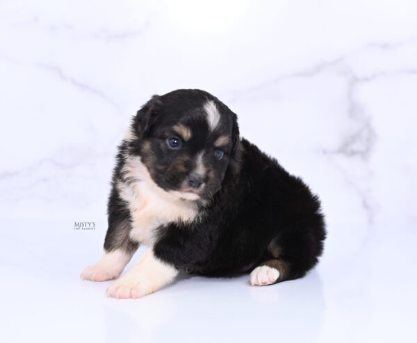 Mini / Toy Australian Shepherd Puppy Cabana