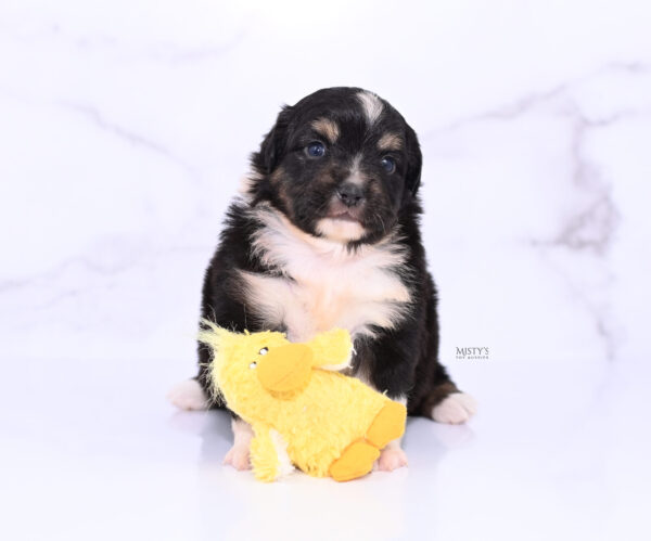 Mini / Toy Australian Shepherd Puppy Cabana