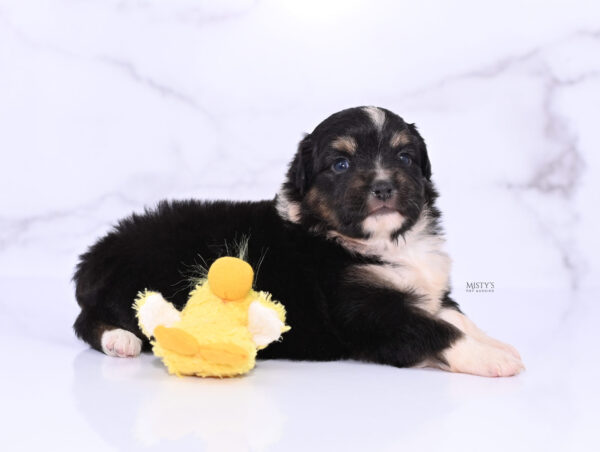 Mini / Toy Australian Shepherd Puppy Cabana