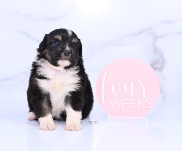 Mini / Toy Australian Shepherd Puppy Cabana