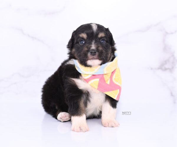 Mini / Toy Australian Shepherd Puppy Cabana