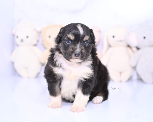 Mini / Toy Australian Shepherd Puppy Cabana