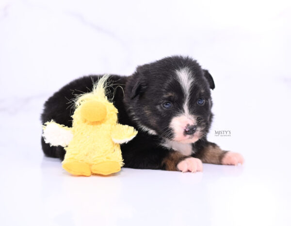 Mini / Toy Australian Shepherd Puppy Chili