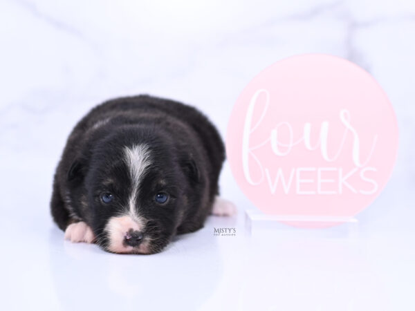 Mini / Toy Australian Shepherd Puppy Chili