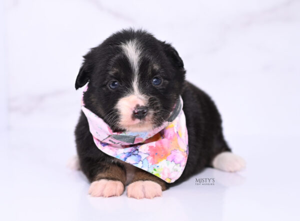 Mini / Toy Australian Shepherd Puppy Chili