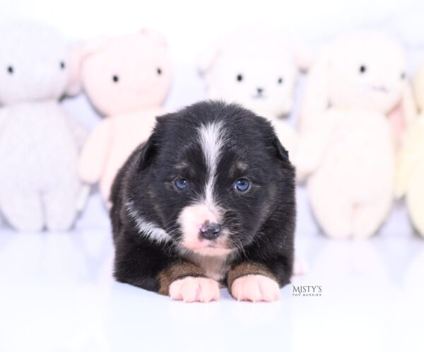 Mini / Toy Australian Shepherd Puppy Chili