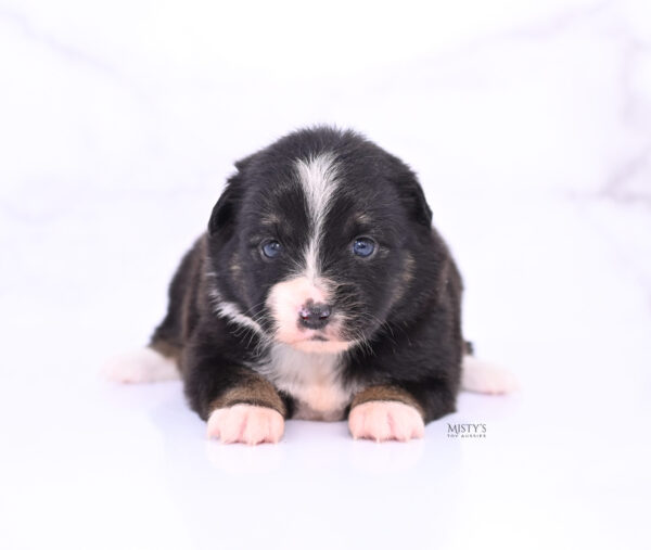 Mini / Toy Australian Shepherd Puppy Chili