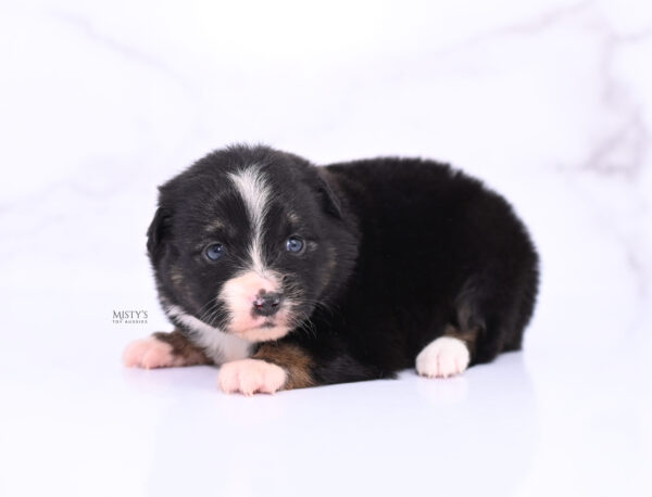 Mini / Toy Australian Shepherd Puppy Chili