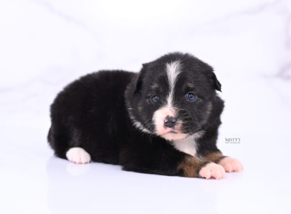 Mini / Toy Australian Shepherd Puppy Chili