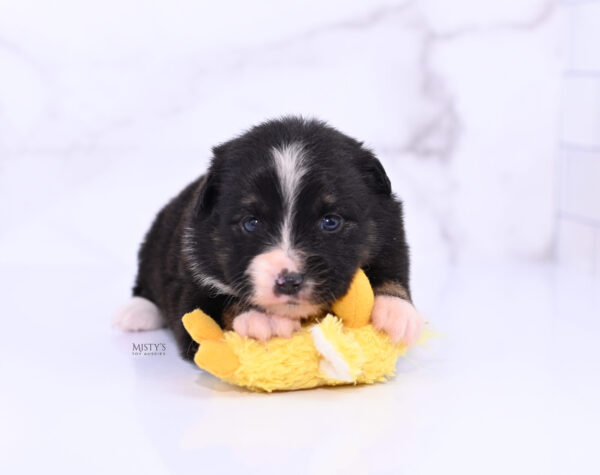 Mini / Toy Australian Shepherd Puppy Chili