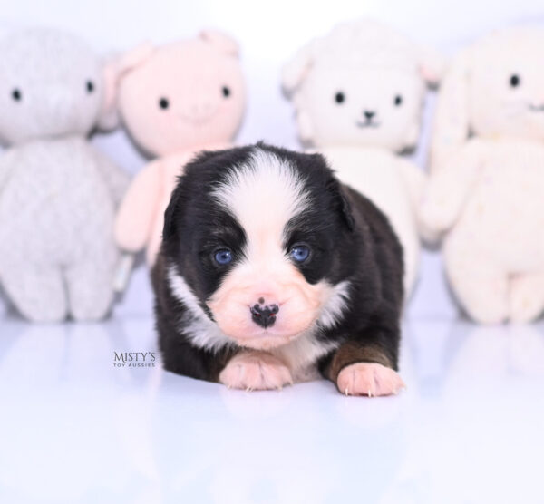 Mini / Toy Australian Shepherd Puppy Kinny