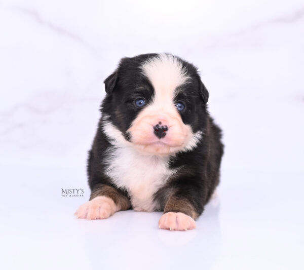 Mini / Toy Australian Shepherd Puppy Kinny