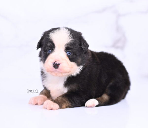 Mini / Toy Australian Shepherd Puppy Kinny