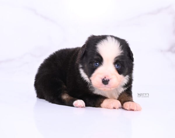 Mini / Toy Australian Shepherd Puppy Kinny