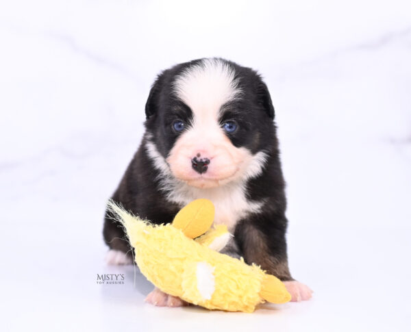 Mini / Toy Australian Shepherd Puppy Kinny