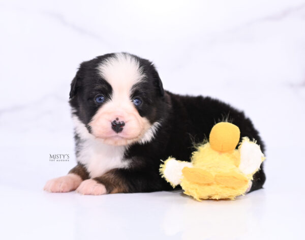 Mini / Toy Australian Shepherd Puppy Kinny