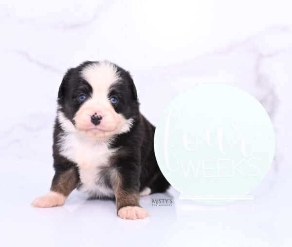 Mini / Toy Australian Shepherd Puppy Kinny